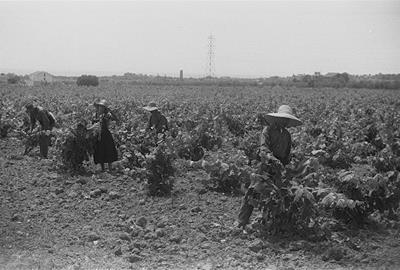 Espampolant la vinya de la col·lectivitat de Vilanova, 1937. Fons Pérez de Rozas, AFB.
