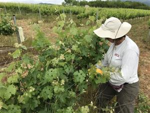 L'IRTA promou la recerca en el sector vitivinícola per afrontar els reptes del canvi climàtic . IRTA