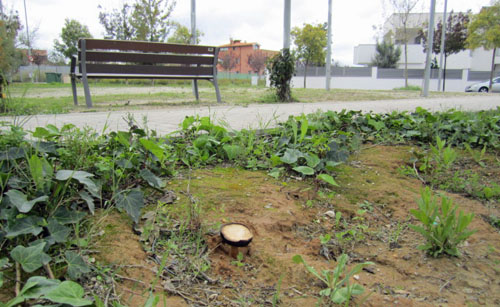 Bolets als parcs i jardins municipals. Ajuntament de Vilafranca del Penedès