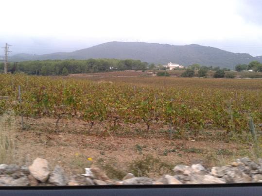 Adrià Gala. Vinyes al Penedès