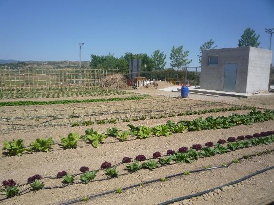 Ajuntament de Vilafranca. Hort urbà a Vilafranca