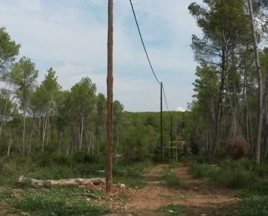 Endesa integra a l'entorn naturak la xarxa elèctrica de Can Trabal, a Olèrdola. EIX