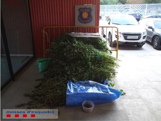 Tres detinguts per cultivar marihuana en una casa d’Olèrdola i en una de Canyelles. Mossos d'Esquadra