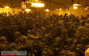 Tres detinguts per cultivar marihuana en una casa d’Olèrdola i en una de Canyelles