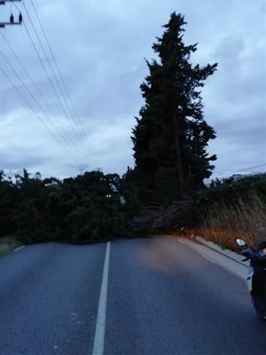  A Vilanova i la Geltrú, ha caigut un arbre de grans dimensions a la carretera BV-2115 a causa del vent 