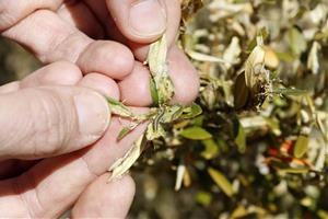 El nombre d'hectàrees afectades per la plaga de l'eruga del boix augmenta un 62% i arriba al Penedès