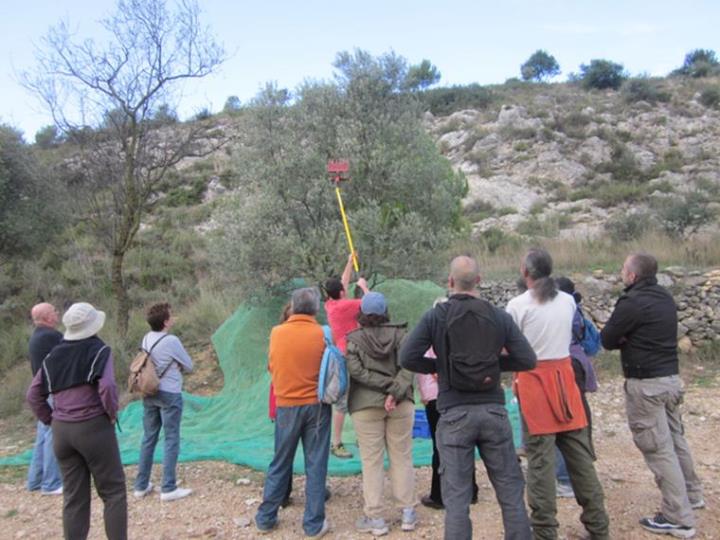 Taller de collir olives a Sant Pau