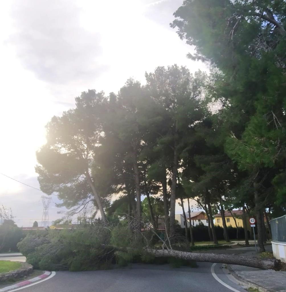 Comença la tala d'arbres en mal estat a la zona esportiva i l’avinguda de l’Estrella de Llorenç del Penedès. Ajuntament de Llorenç