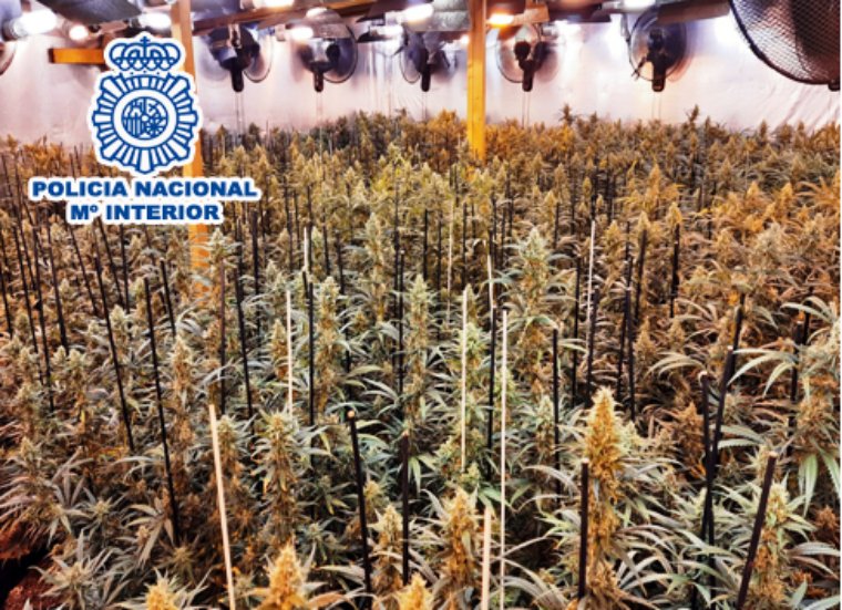 Desarticulat un grup criminal dedicat al cultiu i distribució de marihuana arreu de Catalunya. Policia Nacional