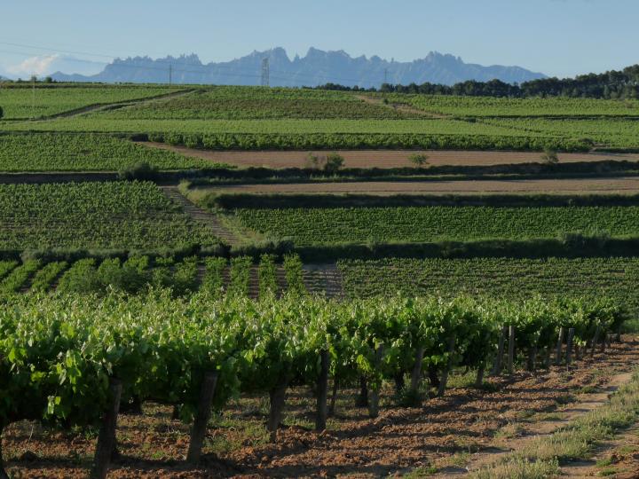 1r passejada en època de verema a Subirats, la capital de la vinya