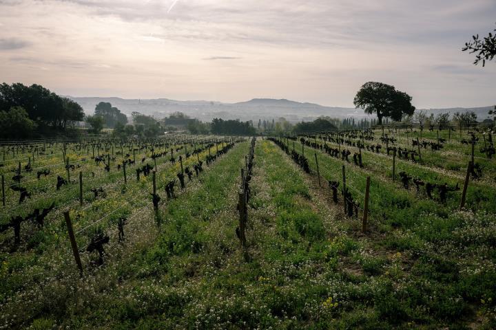 4t Simposi de Viticultura Regenerativa