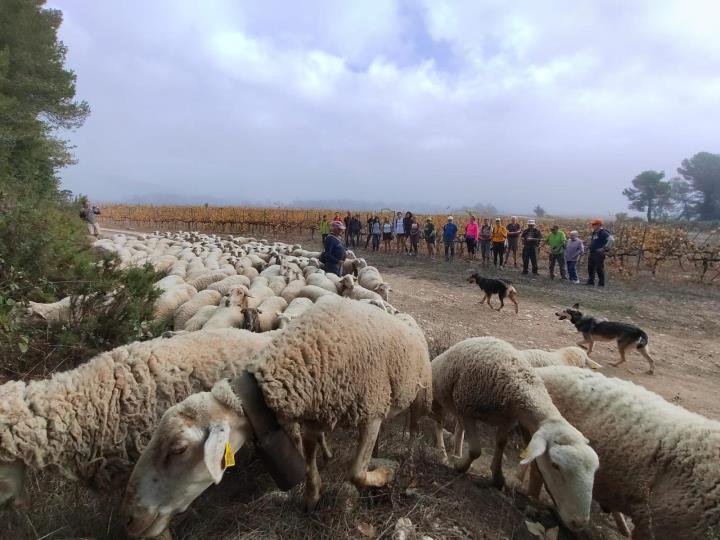 Carrerada de Santa Coloma per reviure la transhumància