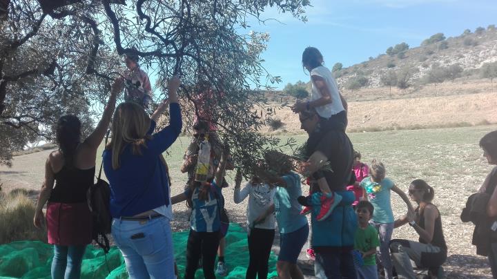 Taller de collir olives a la muntanya de Sant Pau