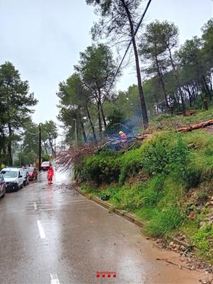 Arbre caigut a Olesa de Bonesvalls pel temporal  . Bombers