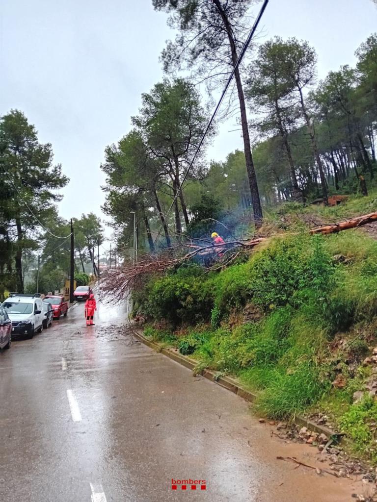 Arbre caigut a Olesa de Bonesvalls pel temporal  . Bombers