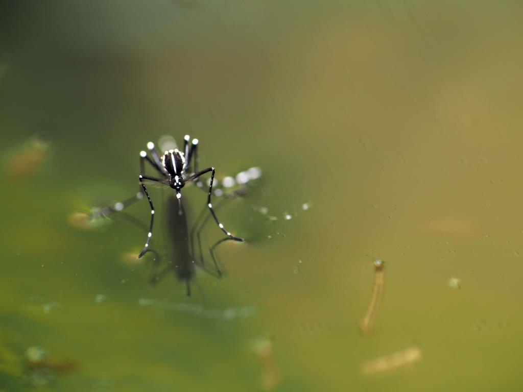 Augmenten les inspeccions de vigilància i control de mosquits a les comarques de Barcelona. Diputació de Barcelona