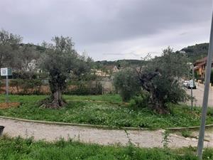 Canyelles senyalitza els arbres d'interès local. Ajuntament de Canyelles