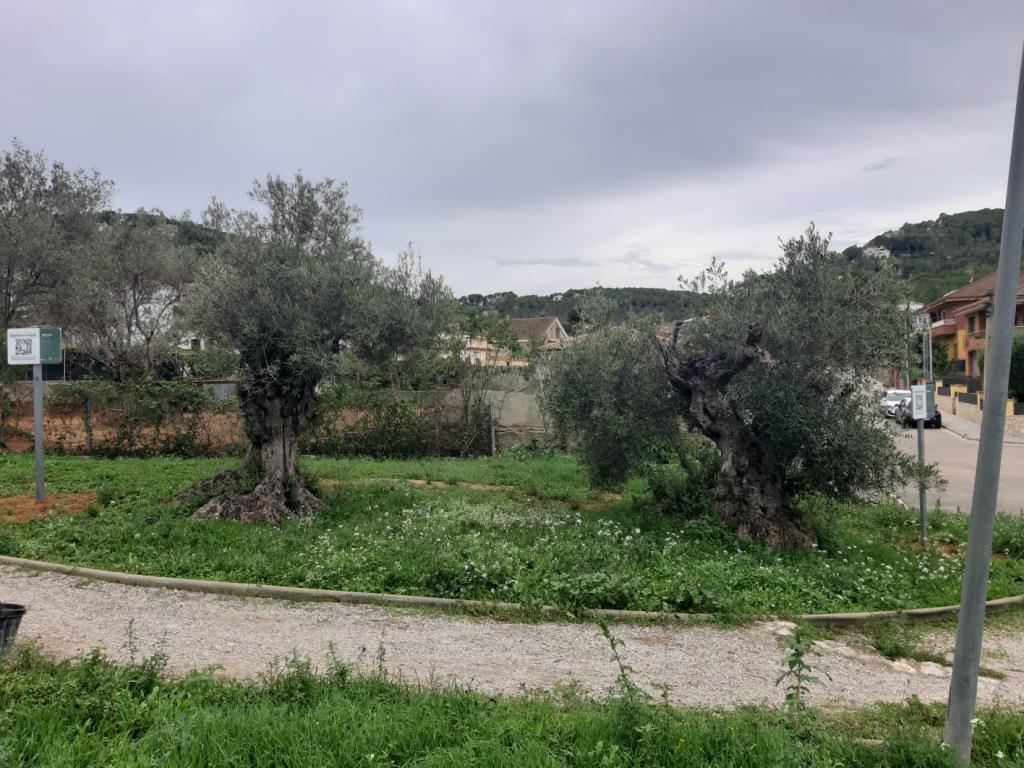 Canyelles senyalitza els arbres d'interès local. Ajuntament de Canyelles