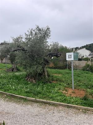 Canyelles senyalitza els arbres d'interès local