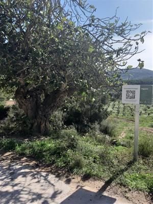 Canyelles senyalitza els arbres d'interès local