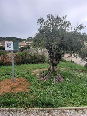 Canyelles senyalitza els arbres d'interès local