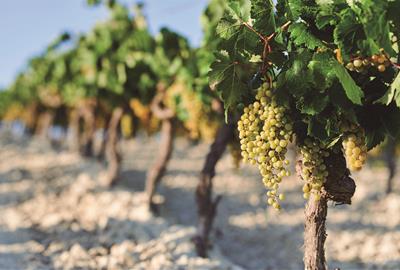 Comunicat important per a viticultors i elaboradors: rendiments de vinya per a la verema de la DO Penedès. DO Penedès