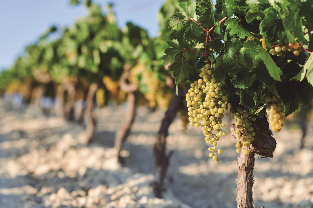 Comunicat important per a viticultors i elaboradors: rendiments de vinya per a la verema de la DO Penedès. DO Penedès