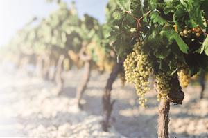 Comunicat important per a viticultors i elaboradors: rendiments de vinya per a la verema de la DO Penedès