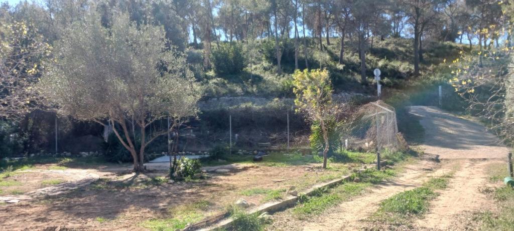 Cubelles tanca la colònia municipal de gats i reubica els animals en refugis. Ajuntament de Cubelles