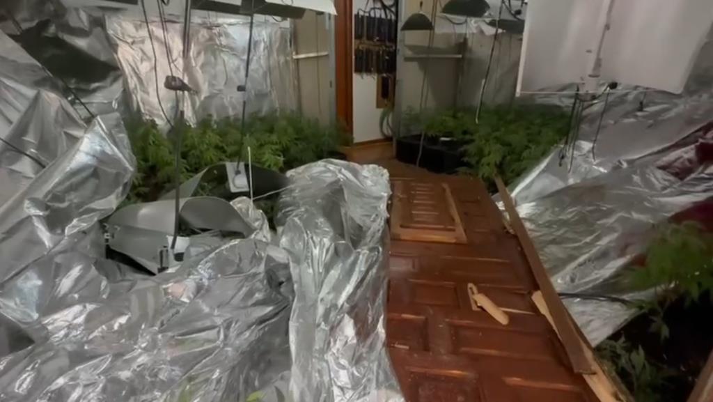 Detenen un home i desmantellen una plantació amb 812 plantes de marihuana en una casa de la Bisbal del Penedès. EIX