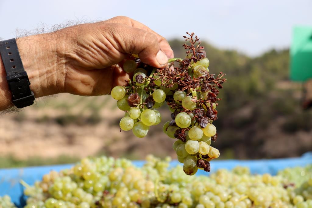 El cost de produir un quilo de raïm per fer cava se situa en una forquilla d'entre 0,45 i 0,5 euros. ACN