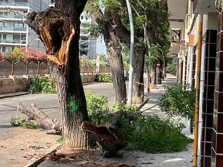 Es talen quatre exemplars de mèlies a Vilanova, afectades per un podriment avançat. Ajuntament de Vilanova