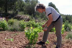 Farratges, caçadors i productes repel·lents frenen l'afectació dels cabirols a la vinya