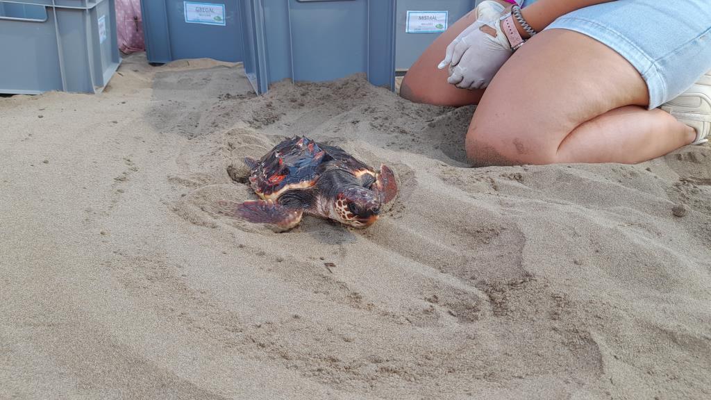 Impulsen la formació de voluntaris per preservar els nius de tortuga careta al Garraf i el Baix Penedès. ACN