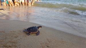 Impulsen la formació de voluntaris per preservar els nius de tortuga careta al Garraf i el Baix Penedès