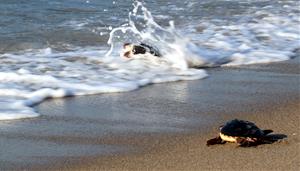 Impulsen la formació de voluntaris per preservar els nius de tortuga careta al Garraf i el Baix Penedès