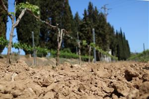 La comunitat de regants del Penedès demana implicació als propietaris dels terrenys . ACN