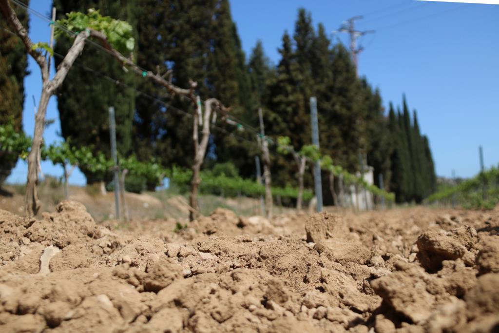 La comunitat de regants del Penedès demana implicació als propietaris dels terrenys . ACN