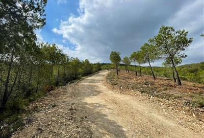 La Diputació protegeix els boscos de Pontons amb actuacions de restauració forestal i millora de camins. Diputació de Barcelona