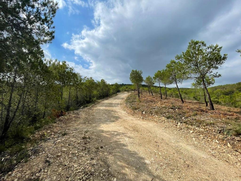 La Diputació protegeix els boscos de Pontons amb actuacions de restauració forestal i millora de camins. Diputació de Barcelona