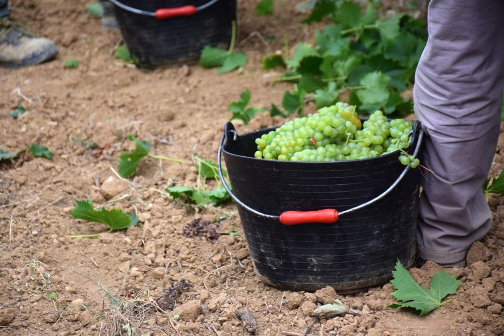 La DO Penedès tanca un verema 2024 d’alta qualitat però amb un 16% menys de collita. DO Penedès