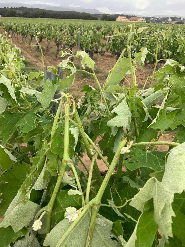 La pedregada de dissabte arrasa la collita de 1.500 hectàrees de vinyes de l’Alt Penedès. ACN