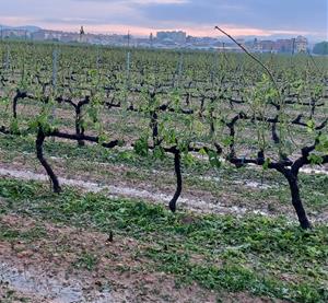 La pedregada de dissabte arrasa la collita de 1.500 hectàrees de vinyes de l’Alt Penedès