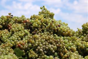 Les pluges de la primavera esperancen la verema a la DO Penedès, a l’aguait de l’afectació pel míldiu. ACN