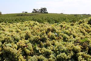 Les pluges de la primavera esperancen la verema a la DO Penedès, a l’aguait de l’afectació pel míldiu