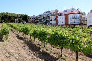 L’Hospital de Sitges compleix 700 anys: d’asil medieval a fundació geriàtrica que salvaguarda la malvasia local