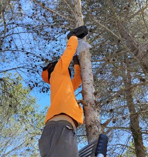 Olivella blinda els seus arbres contra la processionària amb trampes de feromones. Ajuntament d'Olivella