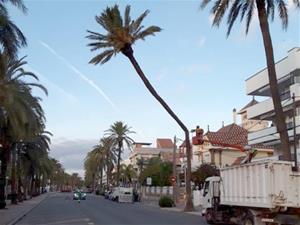 Onze palmeres de la zona marítima de Vilanova seran retirades per risc de caiguda. Ajuntament de Vilanova