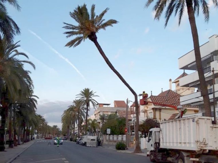 Onze palmeres de la zona marítima de Vilanova seran retirades per risc de caiguda. Ajuntament de Vilanova