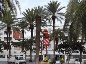 Onze palmeres de la zona marítima de Vilanova seran retirades per risc de caiguda